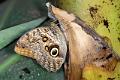 caligo eurilochus 2